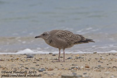 American Herring Gull (Larus smithonianus)(juvenile)_Cape Cod