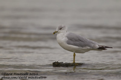 Ring-billed Gull (Larus delawarensis)_Cape Cod
