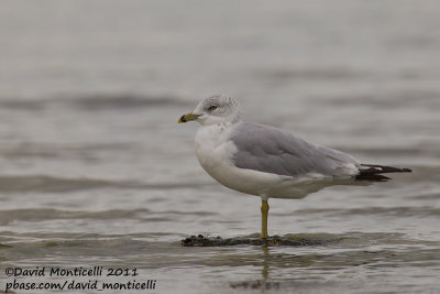 Ring-billed Gull (Larus delawarensis)_Cape Cod