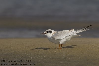 Forster's Tern (Sterna forsteri)_Cape Cod