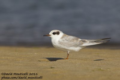 Forster's Tern (Sterna forsteri)_Cape Cod