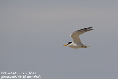 Least Tern (Sterna antillarum)_Cape Cod