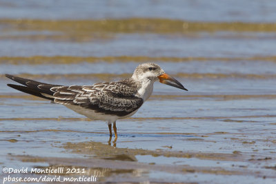Black Skimmer (Rynchops niger)(juvenile)_Cape Cod