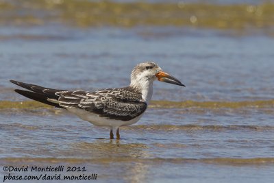 Black Skimmer (Rynchops niger)(juvenile)_Cape Cod