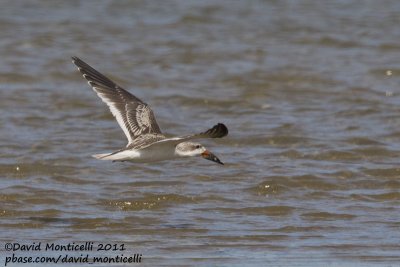 Black Skimmer (Rynchops niger)(juvenile)_Cape Cod
