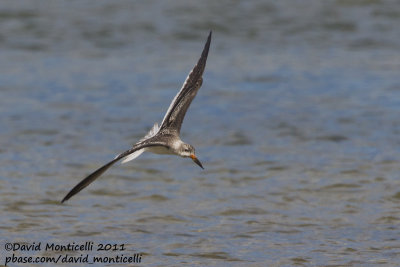 Black Skimmer (Rynchops niger)(juvenile)_Cape Cod