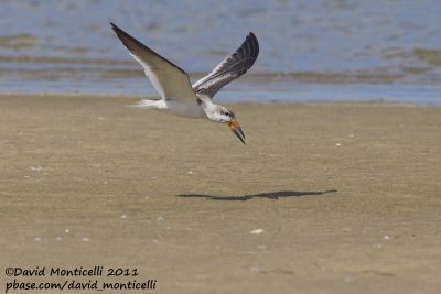 Black Skimmer (Rynchops niger)(juvenile)_Cape Cod