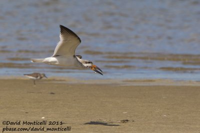 Black Skimmer (Rynchops niger)(juvenile)_Cape Cod