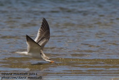 Black Skimmer (Rynchops niger)_Cape Cod