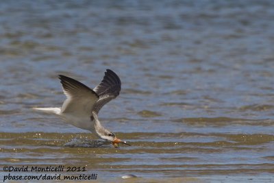 Black Skimmer (Rynchops niger)(Juvenile)_Cape Cod