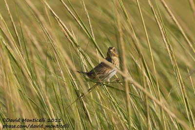 Saltmarsh Sharp-tailed Sparrow (Ammodramus caudacutus)_Cape Cod