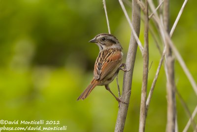 Swamp Sparrow (Melospiza georgiana)_Annapolis