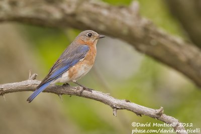 Eastern Bluebird ((Sialia sialis)(female)_Annapolis