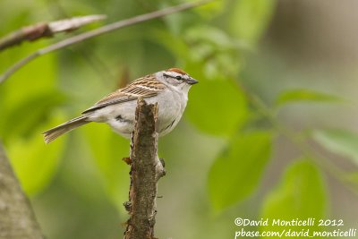Chipping Sparrow (Spizella passerina)_Annapolis