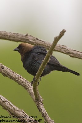 Brown-headed Cowbird (Molothrus ater)_Laurel (MD)