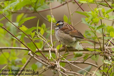 White-throated Sparrow (Zonotrichia albicollis)_Annapolis