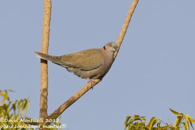 African Mourning Dove (Streptopelia decipiens)_Abu Simbel