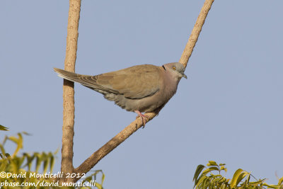 African Mourning Dove (Streptopelia decipiens)_Abu Simbel