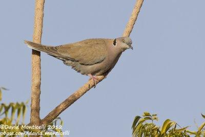 African Mourning Dove (Streptopelia decipiens)_Abu Simbel