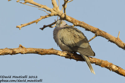 African Mourning Dove (Streptopelia decipiens)_Abu Simbel