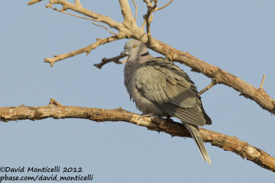 African Mourning Dove (Streptopelia decipiens)_Abu Simbel