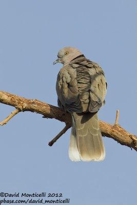 African Mourning Dove (Streptopelia decipiens)_Abu Simbel