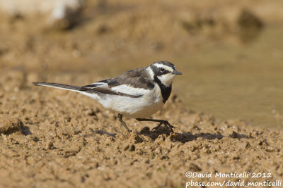 African Pied Wagtail (Motacilla aguimp)_Lake Nasser (Abu Simbel)