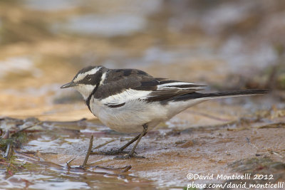 African Pied Wagtail (Motacilla aguimp)_Lake Nasser (Abu Simbel)