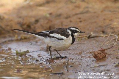 African Pied Wagtail (Motacilla aguimp)_Lake Nasser (Abu Simbel)