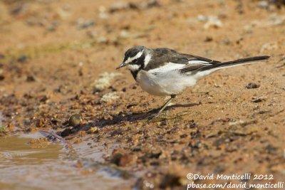 African Pied Wagtail (Motacilla aguimp)_Lake Nasser (Abu Simbel)