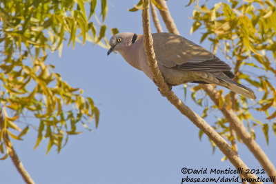 African Mourning Dove (Streptopelia decipiens)_Abu Simbel