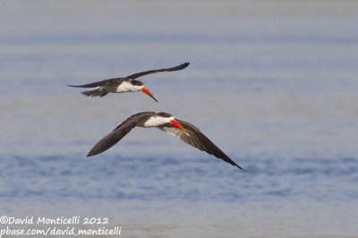 African Skimmers (Rynchops flavirostris)_Kom Ombo (Edfu)