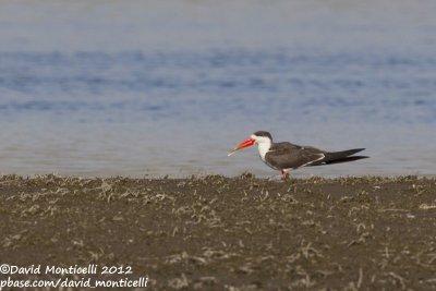 African Skimmer (Rynchops flavirostris)_Kom Ombo (Edfu)