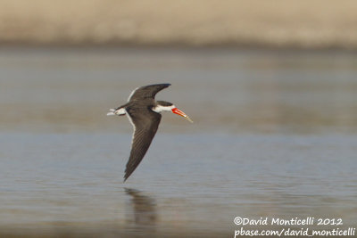 African Skimmer (Rynchops flavirostris)_Kom Ombo (Edfu)