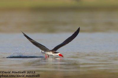 African Skimmer (Rynchops flavirostris)_Kom Ombo (Edfu)