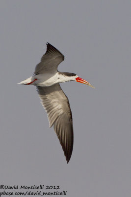 African Skimmer (Rynchops flavirostris)_Kom Ombo (Edfu)