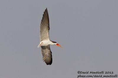 African Skimmer (Rynchops flavirostris)_Kom Ombo (Edfu)