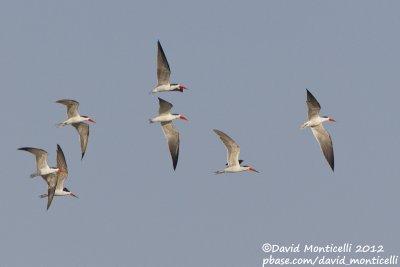 African Skimmers (Rynchops flavirostris)_Kom Ombo (Edfu)