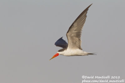 African Skimmer (Rynchops flavirostris)_Kom Ombo (Edfu)