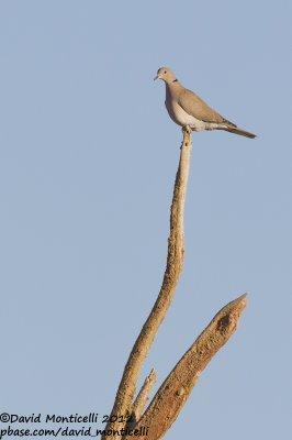 African Collared Dove (Streptopelia roseogrisea)_Wadi Gimal (Red Sea Coast)