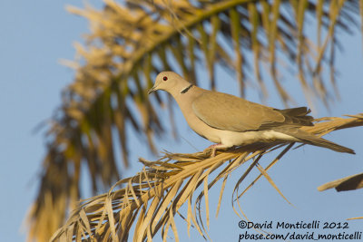 African Collared Dove (Streptopelia roseogrisea)_Wadi Gimal (Red Sea Coast)
