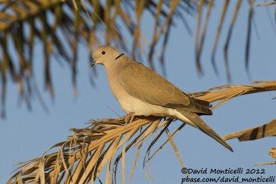 African Collared Dove (Streptopelia roseogrisea)_Wadi Gimal (Red Sea Coast)