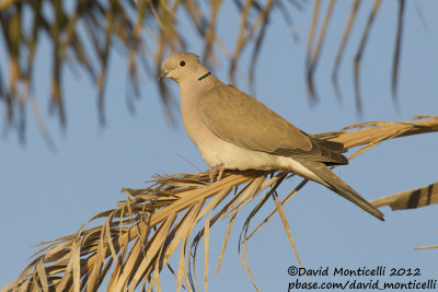 African Collared Dove (Streptopelia roseogrisea)_Wadi Gimal (Red Sea Coast)