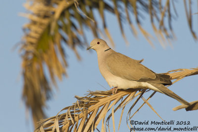 African Collared Dove (Streptopelia roseogrisea)_Wadi Gimal (Red Sea Coast)