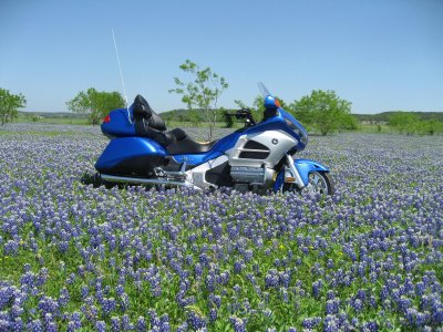 2012 in Bluebonnets