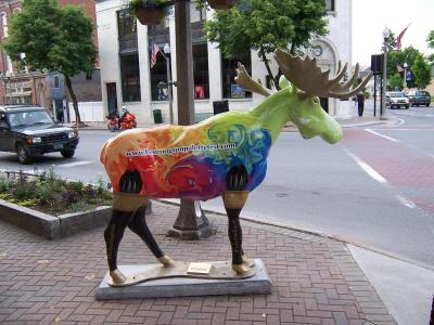 Moose in Bennington Vermont