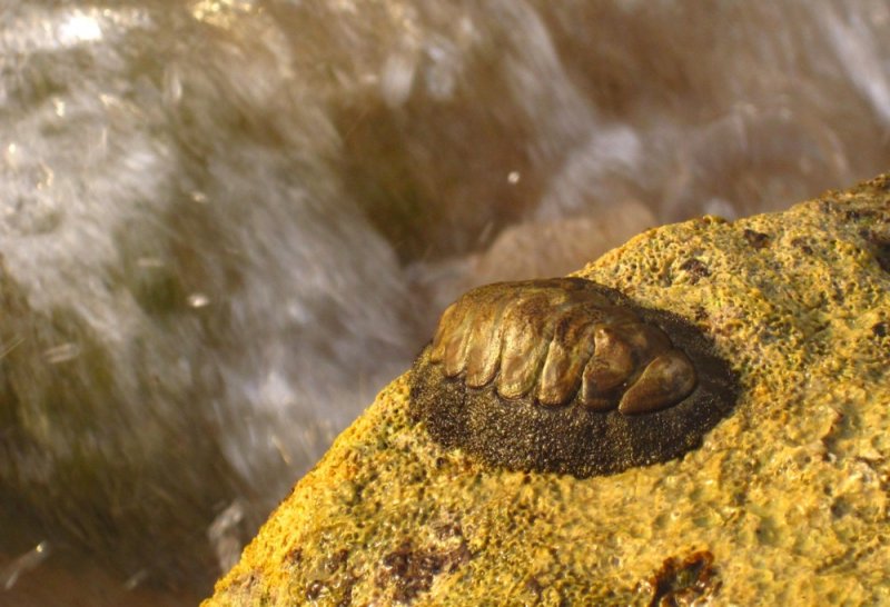Muscat chiton