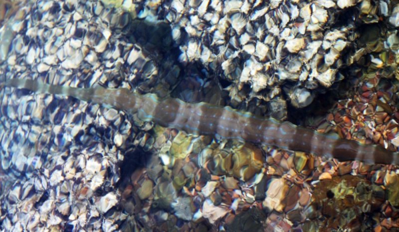 Bandar Khairan cornetfish in hunting transverse bars