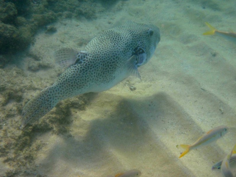 Giant starry toadfish (Arothron stellatus), Ras Al Hamra