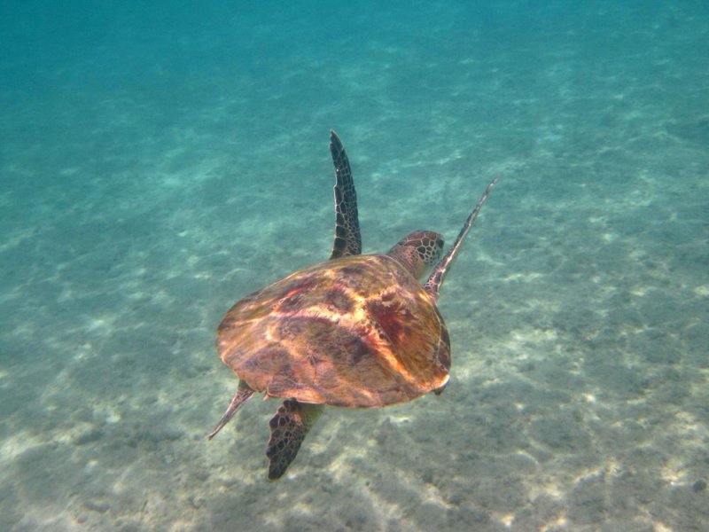 Ras Al Hamra green turtle